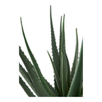 Lina Aloë Vera Kunstplant – Groen (51 cm)