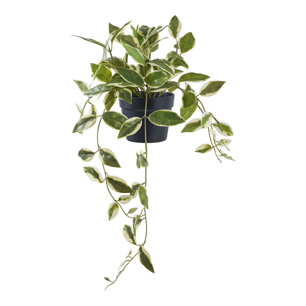 Lina Hoya Hangplant – Groen (33 cm)