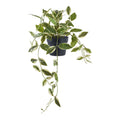 Lina Hoya Hangplant – Groen (33 cm)