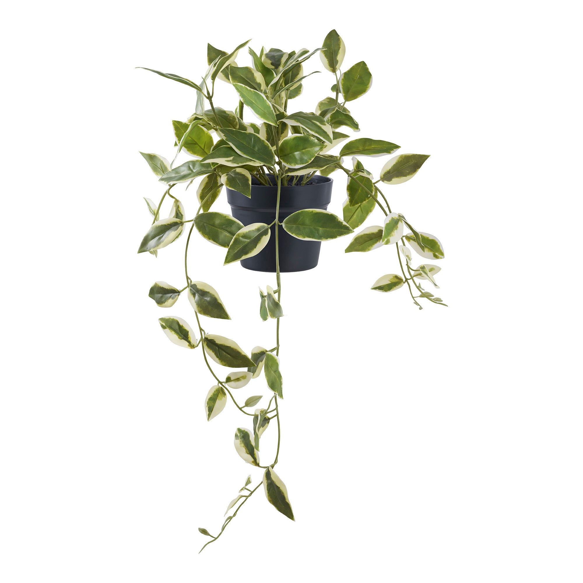 Lina Hoya Hangplant – Groen (33 cm)