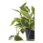 Lina Hoya Hangplant – Groen (33 cm)