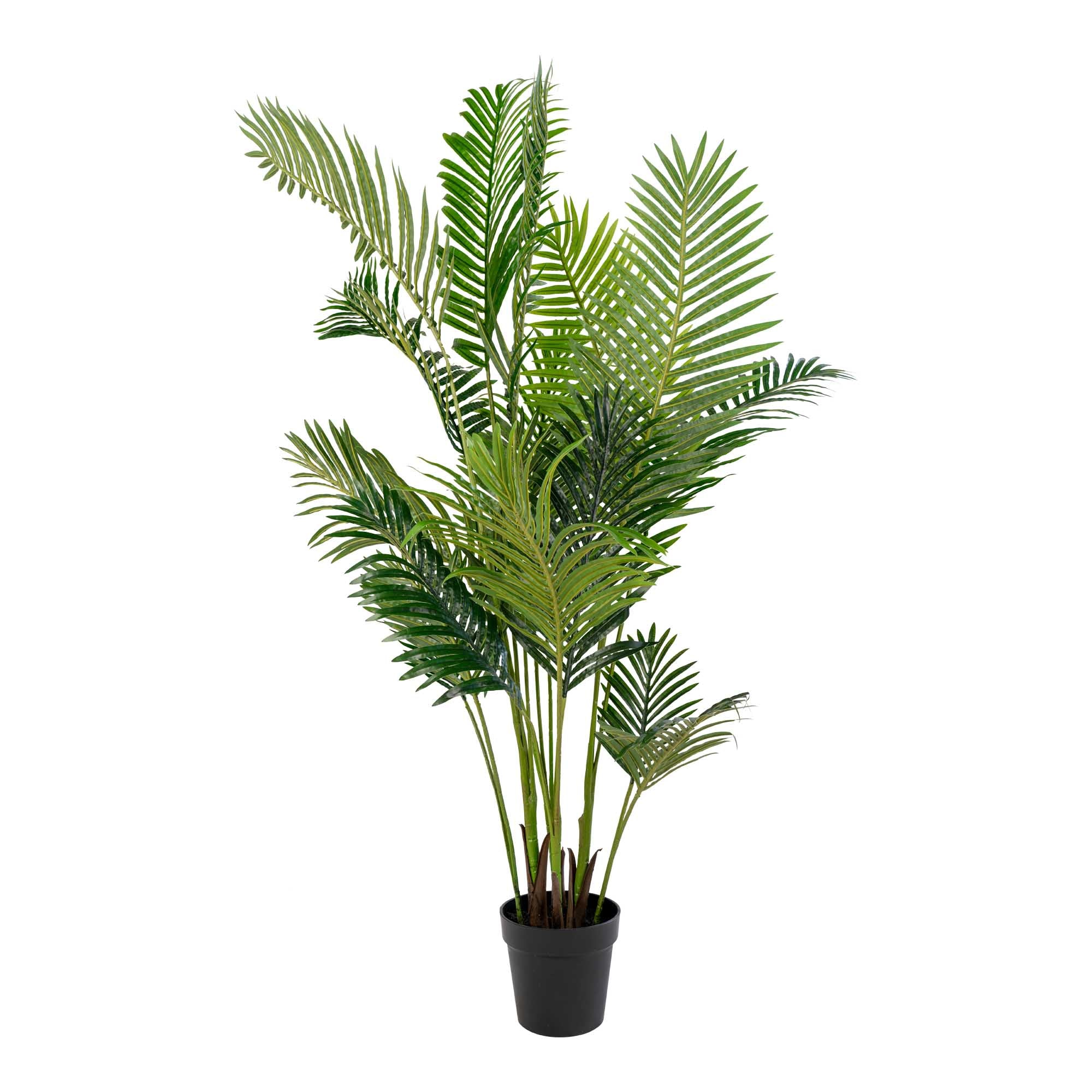 Sora Areca Palm – Groen (175 cm)
