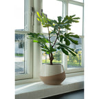 Sora Vijgenboom Kunstplant – Groen (60 cm)