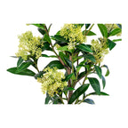 Lina Skimmia Kunstplant – Groen (75 cm)