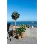 Lina Skimmia Kunstplant – Groen (75 cm)